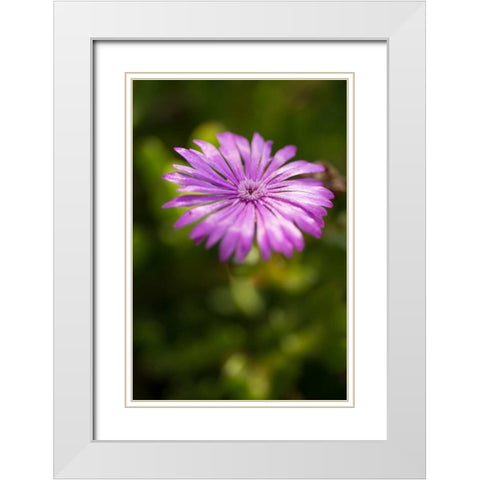 Purple Blossom White Modern Wood Framed Art Print with Double Matting by Berzel, Erin
