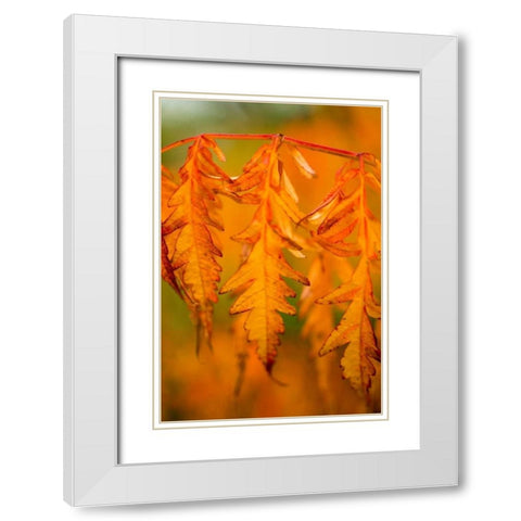 Fall Leaves I White Modern Wood Framed Art Print with Double Matting by Berzel, Erin