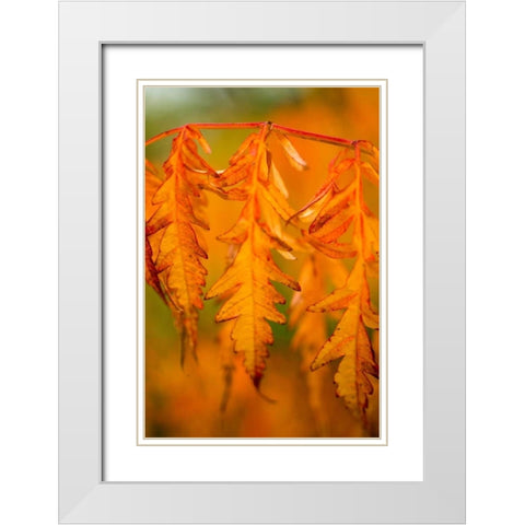 Fall Leaves I White Modern Wood Framed Art Print with Double Matting by Berzel, Erin