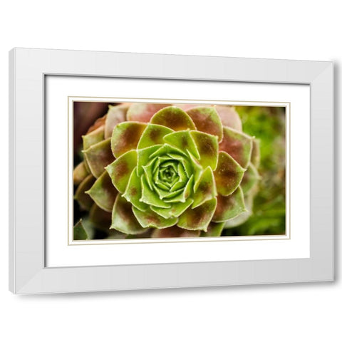 Sempervivum Ohioan White Modern Wood Framed Art Print with Double Matting by Berzel, Erin