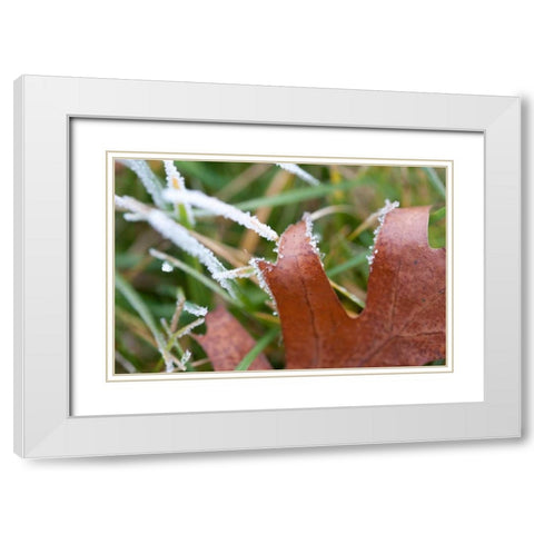 Morning Frost I White Modern Wood Framed Art Print with Double Matting by Berzel, Erin