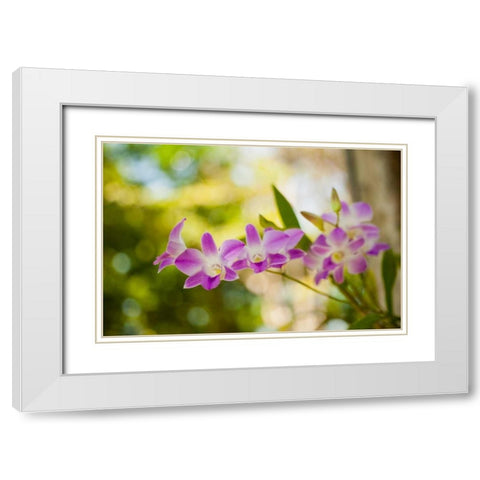 Thai Orchids White Modern Wood Framed Art Print with Double Matting by Berzel, Erin