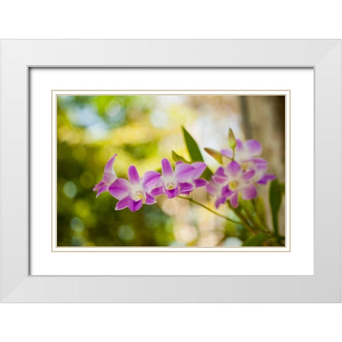 Thai Orchids White Modern Wood Framed Art Print with Double Matting by Berzel, Erin
