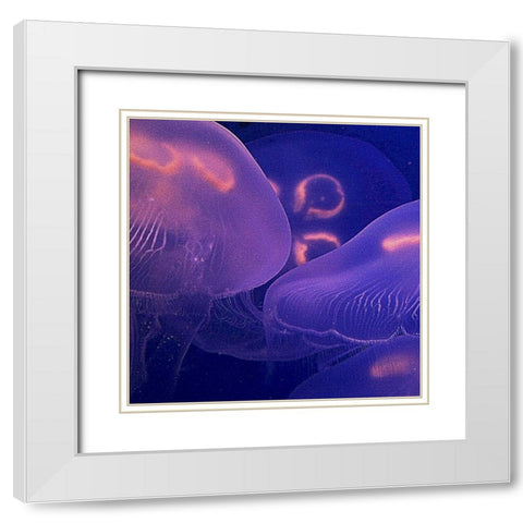 Jellyfish Dance II White Modern Wood Framed Art Print with Double Matting by Crane, Rita