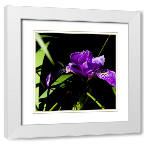 Wild Iris I White Modern Wood Framed Art Print with Double Matting by Crane, Rita