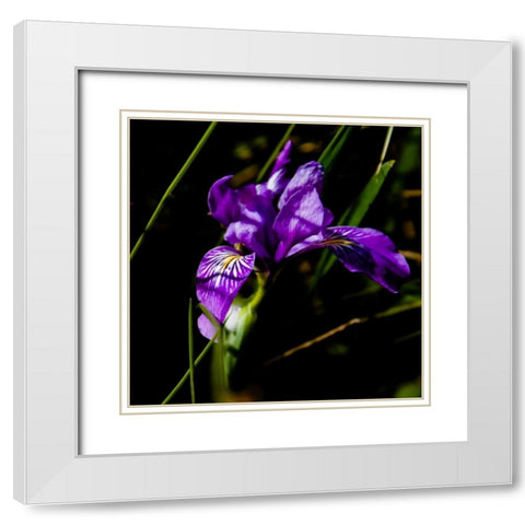Wild Iris II White Modern Wood Framed Art Print with Double Matting by Crane, Rita