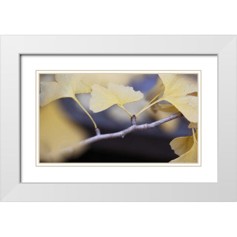 Autumn Gingko I White Modern Wood Framed Art Print with Double Matting by Crane, Rita