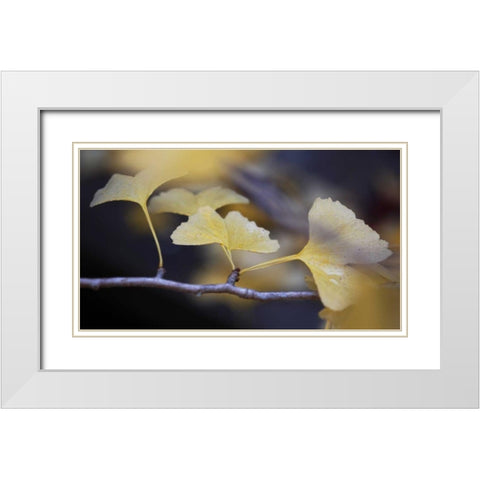 Autumn Gingko III White Modern Wood Framed Art Print with Double Matting by Crane, Rita