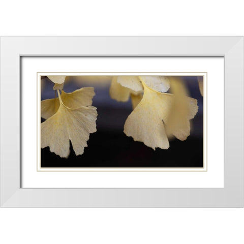 Autumn Gingko IV White Modern Wood Framed Art Print with Double Matting by Crane, Rita