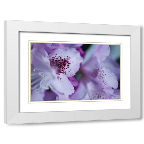Lavender Rhodies I White Modern Wood Framed Art Print with Double Matting by Crane, Rita