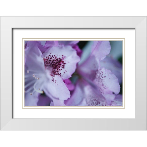 Lavender Rhodies I White Modern Wood Framed Art Print with Double Matting by Crane, Rita