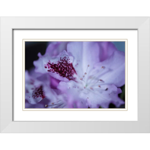 Lavender Rhodies II White Modern Wood Framed Art Print with Double Matting by Crane, Rita