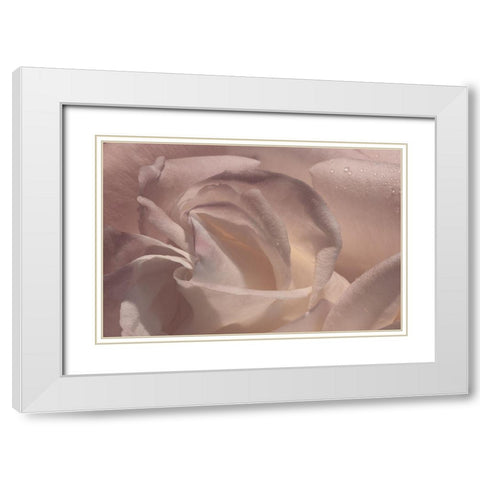Heart of a Rose V White Modern Wood Framed Art Print with Double Matting by Crane, Rita