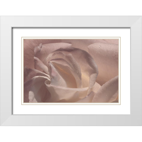 Heart of a Rose V White Modern Wood Framed Art Print with Double Matting by Crane, Rita
