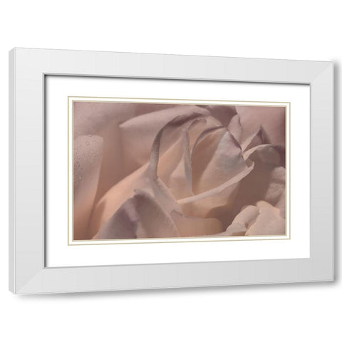 Heart of a Rose VI White Modern Wood Framed Art Print with Double Matting by Crane, Rita
