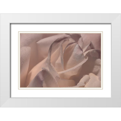 Heart of a Rose VI White Modern Wood Framed Art Print with Double Matting by Crane, Rita