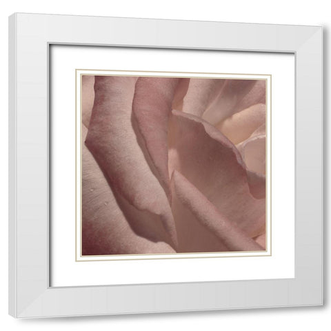 Heart of a Rose VII White Modern Wood Framed Art Print with Double Matting by Crane, Rita