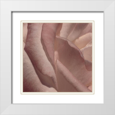 Heart of a Rose VII White Modern Wood Framed Art Print with Double Matting by Crane, Rita