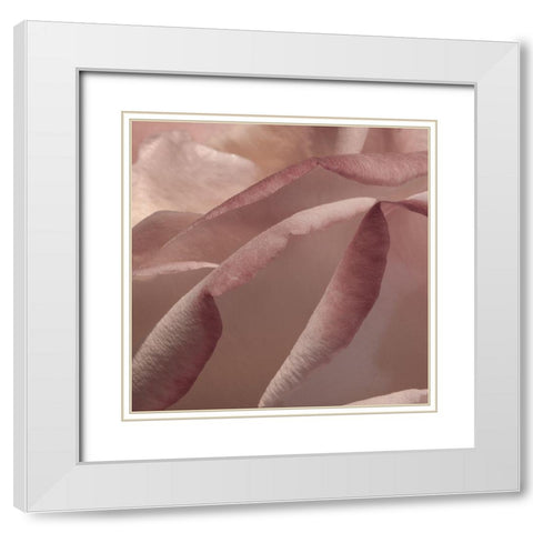Heart of a Rose VIII White Modern Wood Framed Art Print with Double Matting by Crane, Rita