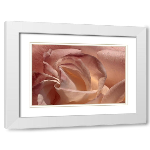 Heart of a Rose IX White Modern Wood Framed Art Print with Double Matting by Crane, Rita