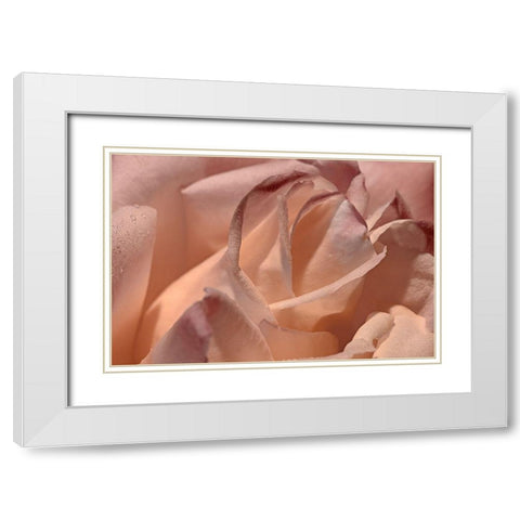 Heart of a Rose X White Modern Wood Framed Art Print with Double Matting by Crane, Rita