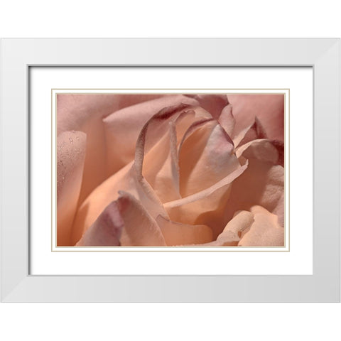 Heart of a Rose X White Modern Wood Framed Art Print with Double Matting by Crane, Rita