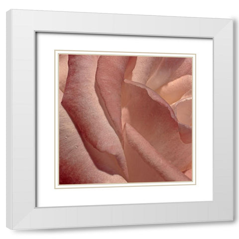 Heart of a Rose XI White Modern Wood Framed Art Print with Double Matting by Crane, Rita