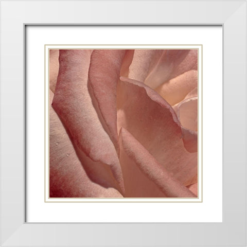 Heart of a Rose XI White Modern Wood Framed Art Print with Double Matting by Crane, Rita