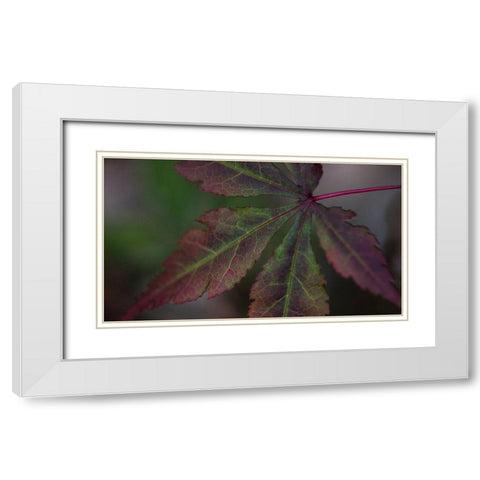 Autumn Maple II White Modern Wood Framed Art Print with Double Matting by Crane, Rita
