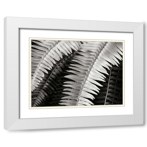 Fern I White Modern Wood Framed Art Print with Double Matting by Christensen, Jim