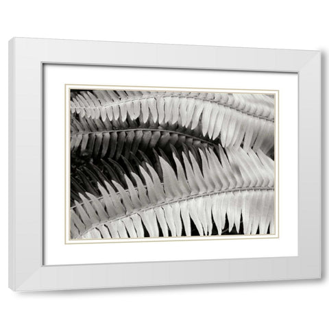 Fern II White Modern Wood Framed Art Print with Double Matting by Christensen, Jim
