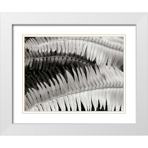 Fern II White Modern Wood Framed Art Print with Double Matting by Christensen, Jim
