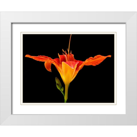 Day Lily I White Modern Wood Framed Art Print with Double Matting by Christensen, Jim