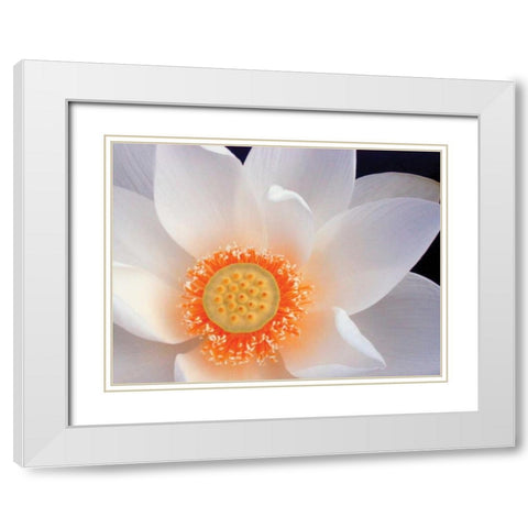 Lotus I White Modern Wood Framed Art Print with Double Matting by Christensen, Jim