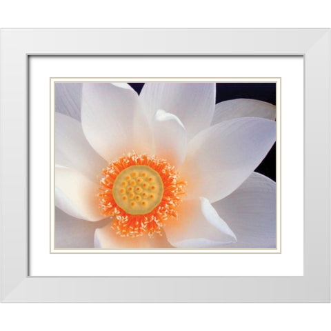 Lotus I White Modern Wood Framed Art Print with Double Matting by Christensen, Jim