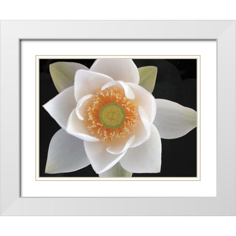 Lotus II White Modern Wood Framed Art Print with Double Matting by Christensen, Jim