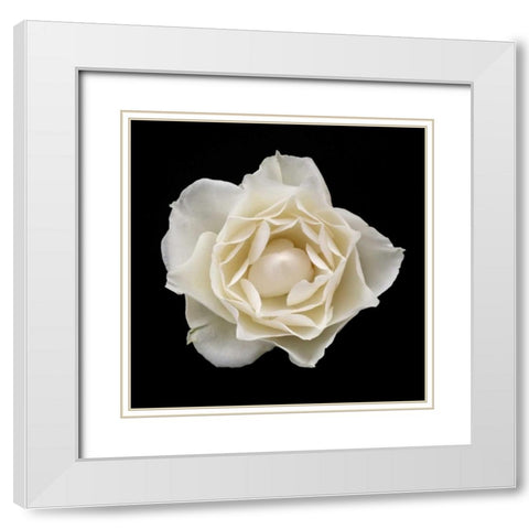 White Rose I White Modern Wood Framed Art Print with Double Matting by Christensen, Jim