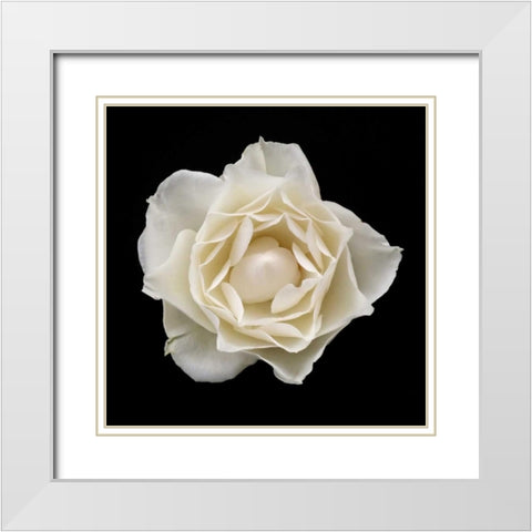 White Rose I White Modern Wood Framed Art Print with Double Matting by Christensen, Jim