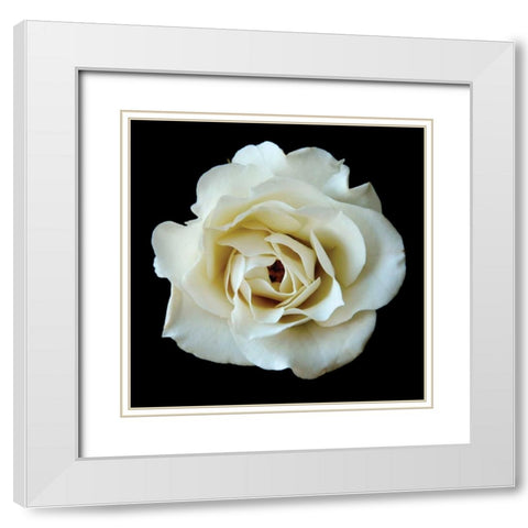 White Rose II White Modern Wood Framed Art Print with Double Matting by Christensen, Jim