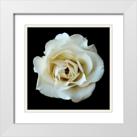 White Rose II White Modern Wood Framed Art Print with Double Matting by Christensen, Jim