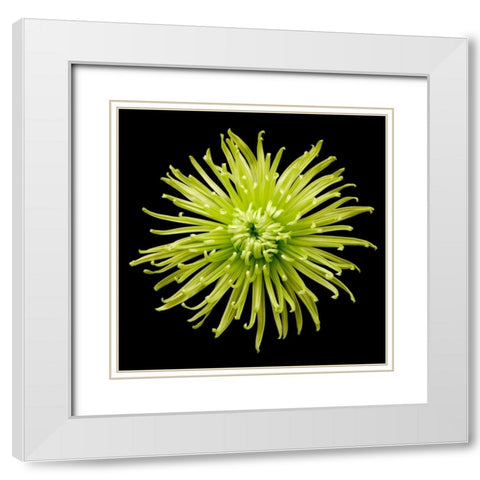 Chrysanthemum II White Modern Wood Framed Art Print with Double Matting by Christensen, Jim