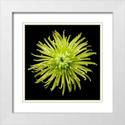 Chrysanthemum II White Modern Wood Framed Art Print with Double Matting by Christensen, Jim