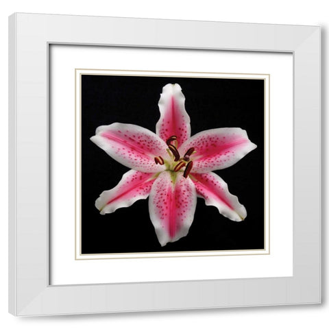 Pink Lily White Modern Wood Framed Art Print with Double Matting by Christensen, Jim
