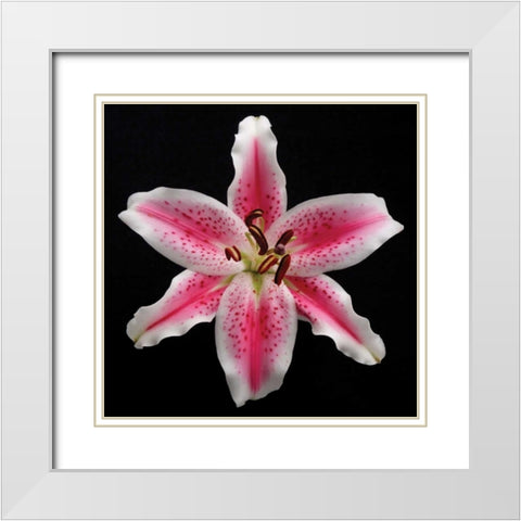 Pink Lily White Modern Wood Framed Art Print with Double Matting by Christensen, Jim