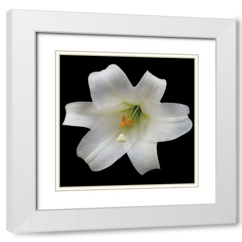 White Lily White Modern Wood Framed Art Print with Double Matting by Christensen, Jim