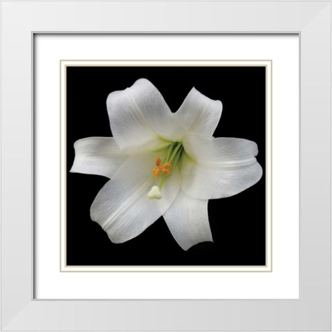 White Lily White Modern Wood Framed Art Print with Double Matting by Christensen, Jim