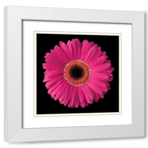 Pink Gerbera Daisy White Modern Wood Framed Art Print with Double Matting by Christensen, Jim