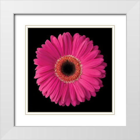 Pink Gerbera Daisy White Modern Wood Framed Art Print with Double Matting by Christensen, Jim