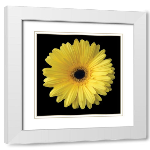 Yellow Gerbera Daisy White Modern Wood Framed Art Print with Double Matting by Christensen, Jim
