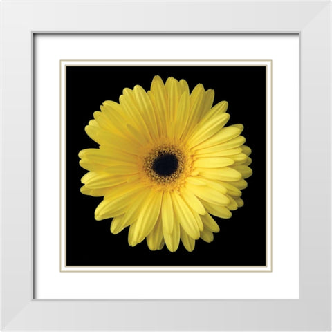 Yellow Gerbera Daisy White Modern Wood Framed Art Print with Double Matting by Christensen, Jim